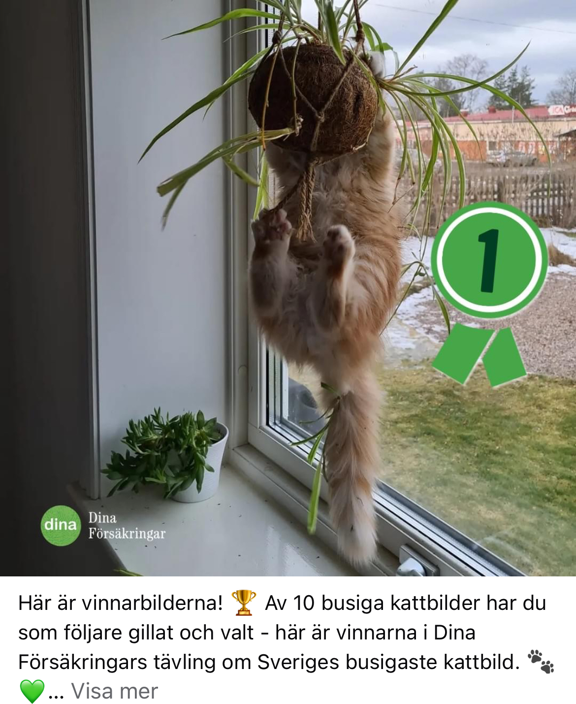 Sibiriskkatt Ferrari